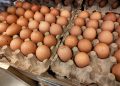 is-it-safe-to-eat-eggs-and-chicken-during-the-bird-flu-outbreak?