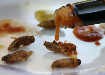 can-you-eat-cicadas?-yes,-and-here’s-how-to-catch,-clean,-and-cook-them