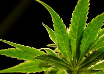 us.-drug-control-agency-moves-to-reclassify-marijuana-in-a-historic-shift