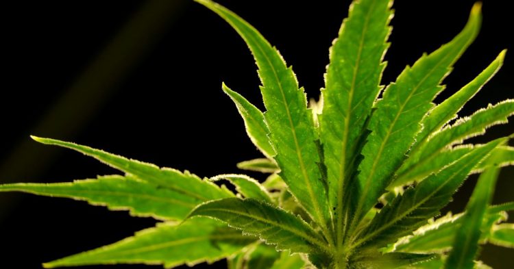 us.-drug-control-agency-moves-to-reclassify-marijuana-in-a-historic-shift
