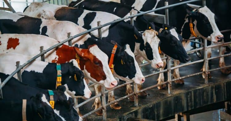 how-a-dairy-worker-got-infected-with-bird-flu