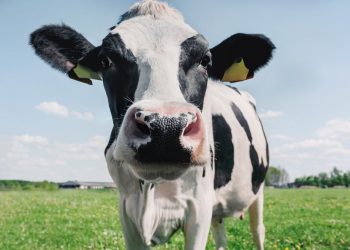 organic-valley-co-op-plans-to-accept-over-100-new-farms