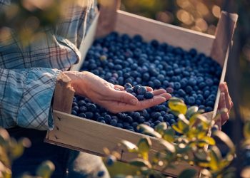 blueberries-–-a-healthy-snack