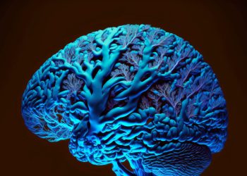 Study comparing male and female brains could be breakthrough for mental health treatment