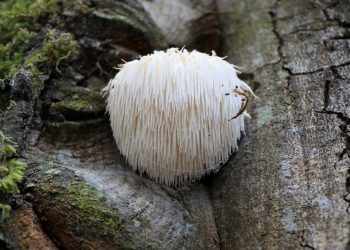 what-are-lion’s-mane-mushrooms?
