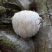 what-are-lion’s-mane-mushrooms?