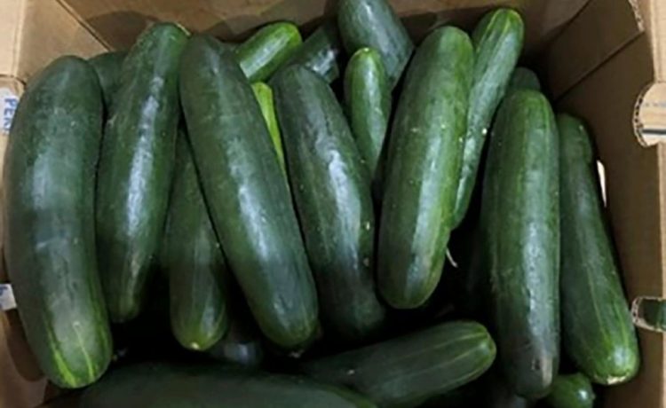 florida-woman-sues-companies-over-cucumbers-linked-to-salmonella-outbreak