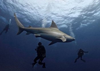 what-to-do-if-you-come-in-contact-with-a-shark