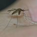 us.-health-departments-warn-about-mosquitoes-testing-positive-for-west-nile-virus