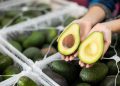 eating-just-one-avocado-a-day
