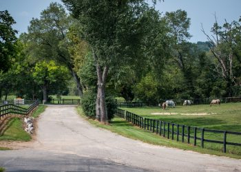 Horses helping humans: An emerging treatment for kids struggling with mental health