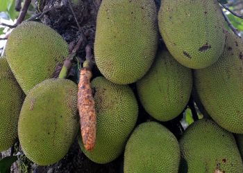 Jackfruit flour makes inroads as a healthy gluten-free alternative