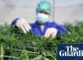 Cannabis is not an effective treatment for common mental health conditions, says review | Cannabis