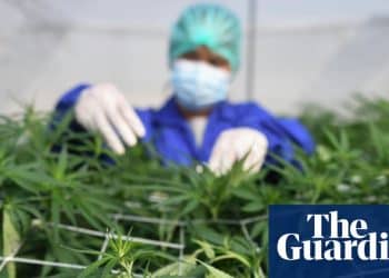 Cannabis is not an effective treatment for common mental health conditions, says review | Cannabis