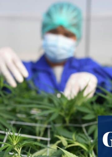 Cannabis is not an effective treatment for common mental health conditions, says review | Cannabis