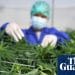 Cannabis is not an effective treatment for common mental health conditions, says review | Cannabis
