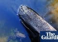 ‘Massive boost of serotonin!’: How a dose of nature is treating mental illness | Mental health