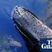 ‘Massive boost of serotonin!’: How a dose of nature is treating mental illness | Mental health