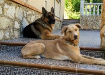 UAB Study: Pets’ Emotional Support Vital for Vulnerable