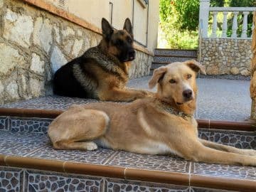 UAB Study: Pets’ Emotional Support Vital for Vulnerable