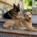 UAB Study: Pets’ Emotional Support Vital for Vulnerable