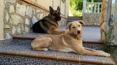 UAB Study: Pets’ Emotional Support Vital for Vulnerable